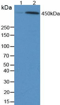 Anti-Phosphorylated Tumor Protein p53 Binding Protein 1 (TP53BP1) Monoclonal Antibody