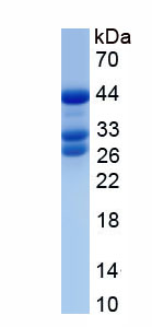 Active Amphiregulin (AREG)