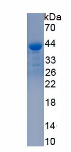 Active Bone Morphogenetic Protein 2 (BMP2)