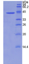 Active Bone Morphogenetic Protein 2 (BMP2)