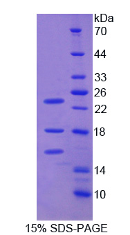 Active Bone Morphogenetic Protein 4 (BMP4)