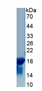 Active Bone Morphogenetic Protein 4 (BMP4)