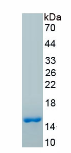 Active Bone Morphogenetic Protein 4 (BMP4)