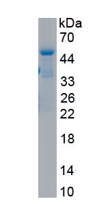 APA022Hu02.jpg