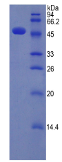 Active Interferon Alpha (IFNa)