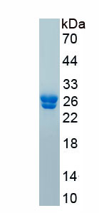 Active Fibroblast Growth Factor 9 (FGF9)