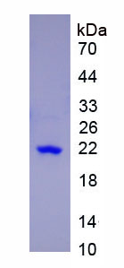 Active Colony Stimulating Factor 3, Granulocyte (GCSF)