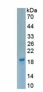 Active Interferon Gamma (IFNg)