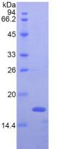 Active Interferon Gamma (IFNg)