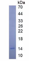 Active Insulin Like Growth Factor 1 (IGF1)