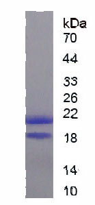 Active Interleukin 10 (IL10)