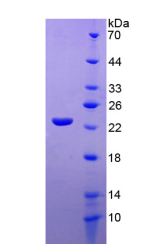 Active Interleukin 10 (IL10)