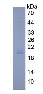 Active Interleukin 11 (IL11)