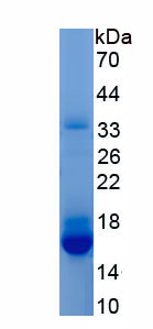 Active Interleukin 13 (IL13)