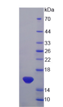 Active Interleukin 13 (IL13)