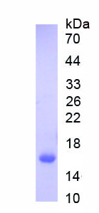 Active Interleukin 17 (IL17)