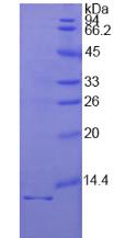 Active Interleukin 1 Receptor Type I (IL1R1)