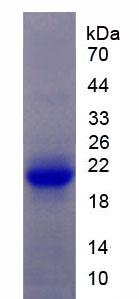 Active Interleukin 1 Receptor Type I (IL1R1)