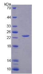 Active Interleukin 1 Alpha (IL1a)