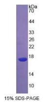 Active Interleukin 4 (IL4)