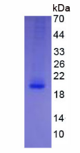 Active Interleukin 4 (IL4)