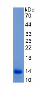 Active Interleukin 8 (IL8)