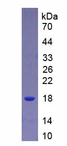 Active Interleukin 9 (IL9)