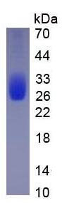 Active Interleukin 9 (IL9)