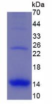 Active Macrophage Inflammatory Protein 1 Alpha (MIP1a)