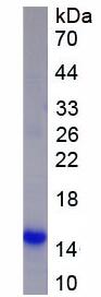 Active Macrophage Inflammatory Protein 1 Alpha (MIP1a)