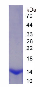 Active Macrophage Inflammatory Protein 1 Beta (MIP1b)