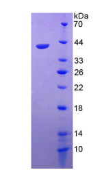 APA095Hu02.png