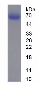 Active Matrix Metalloproteinase 2 (MMP2)