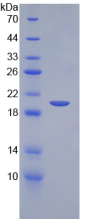 Active Stem Cell Factor (SCF)