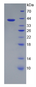 Active Tumor Necrosis Factor Alpha (TNFa)