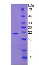 Active Tumor Necrosis Factor Alpha (TNFa)