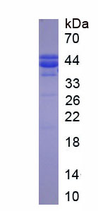 Active Tumor Necrosis Factor Alpha (TNFa)