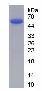 Active Tumor Necrosis Factor Alpha (TNFa)