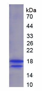 Active Vascular Endothelial Growth Factor A (VEGFA)