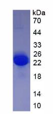 Active Vascular Endothelial Growth Factor A (VEGFA)