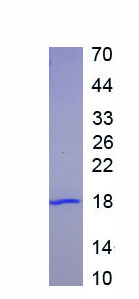 Active Vascular Endothelial Growth Factor C (VEGFC)