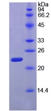 APA198Ra01.jpg