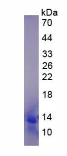 Active Monocyte Chemotactic Protein 4 (MCP4)