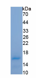 Active Galectin 9 (GAL9)