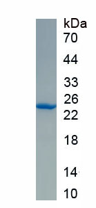 Active Galectin 12 (GAL12)