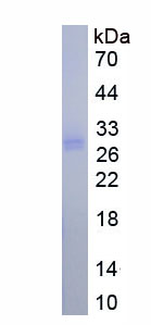 Active Interleukin 27A (IL27A)