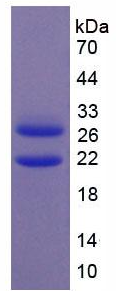 Active Early Growth Response Protein 1 (EGR1)