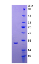 Active Apolipoprotein A1 (APOA1)