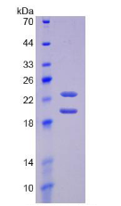 Active Fibroblast Growth Factor 2, Basic (FGF2)