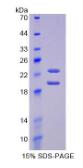 Active Fibroblast Growth Factor 2, Basic (FGF2)